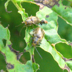 Famille Chrysomelidae; Sous-famille Chrysomelinae: Chrysomèle de la viorne, etc.
